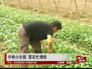 中秋小長假 菜農忙增收