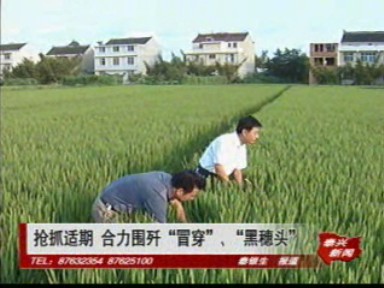 搶抓適期 合力圍殲“冒穿”“黑穗頭”