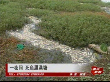 一夜間 死魚漂滿塘