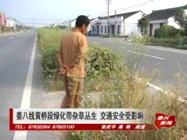 姜八線黃橋段綠化帶雜草叢生 交通安全受影響