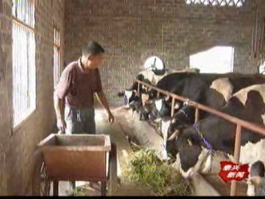 根思鄉復興村:發展奶牛養殖 拓寬致富途徑