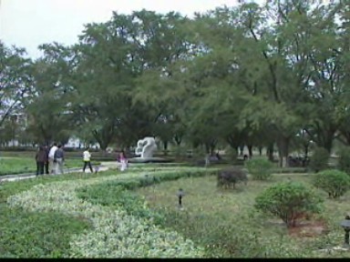 黃金周:感受銀杏文化 享受生態氧吧