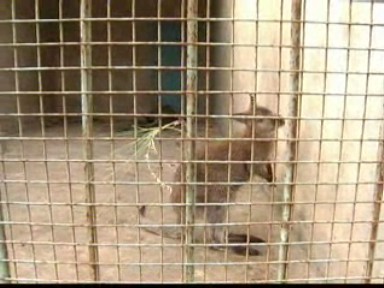 袋鼠來做客 助興“十一”黃金周