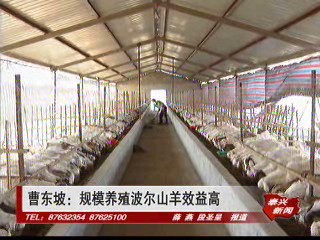 曹東坡:規模養殖波兒山羊效益高