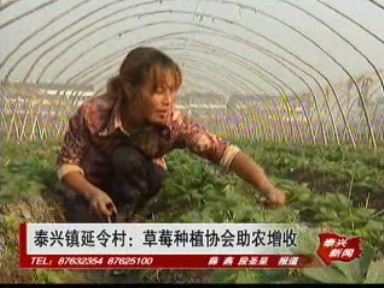 泰興鎮(zhèn)延令村:草莓種植協(xié)會助農增收