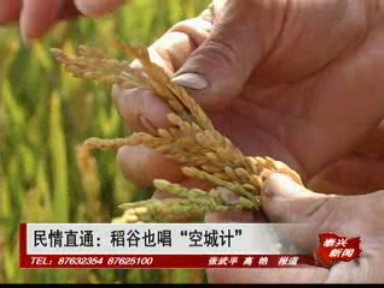 民情直通:稻谷也唱“空城計”