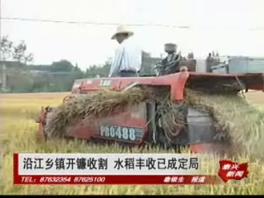 沿江鄉(xiāng)鎮(zhèn)開鐮收割 水稻豐收已成定局