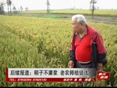 后續(xù)報道:稻子不灌漿 老農師給說法