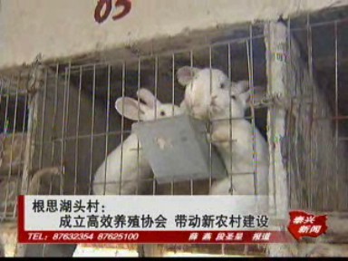 根思湖頭村:成立高效養殖協會 帶動新農村建設