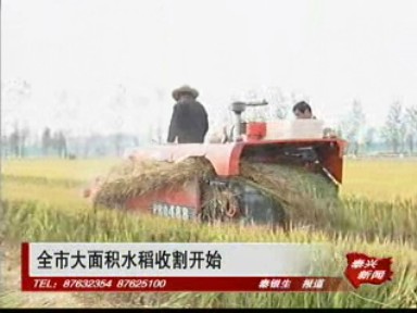 全市大面積水稻收割開始