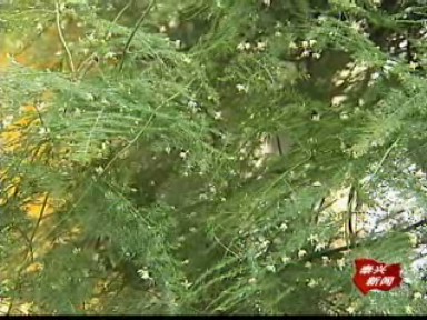 黃橋:一株碩大文竹花開萬朵