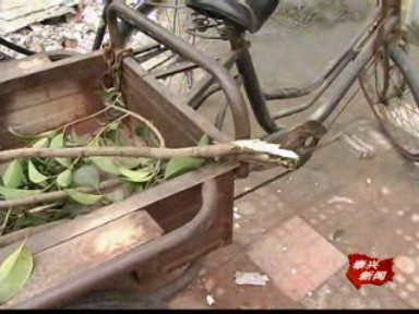 城區綠化樹木 五棵連遭破壞