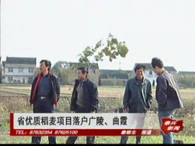 省優質稻麥項目落戶廣陵、曲霞兩鄉鎮