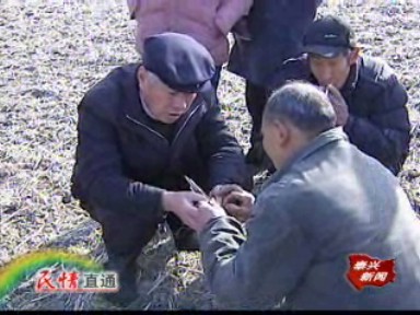 姚王鎮(zhèn)姚岱村100多畝麥苗出現(xiàn)黃死現(xiàn)象