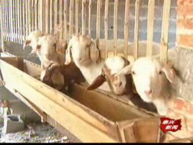 王建躍:規(guī)模養(yǎng)羊效益高 帶動(dòng)村民同致富