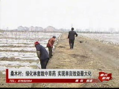 桑木村:綠化林套栽中草藥 實現(xiàn)單畝效益最大化