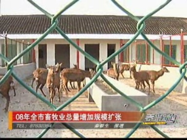 08年全市畜牧業(yè)總量增加規(guī)模擴(kuò)張