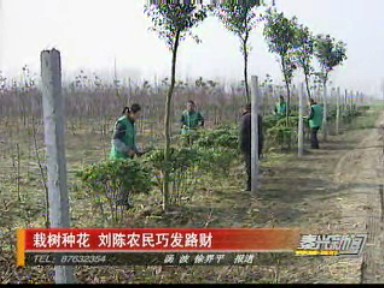栽樹種花 劉陳農(nóng)民靠路發(fā)財