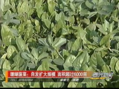 珊瑚菠菜:自發(fā)擴(kuò)大規(guī)模 面積超過(guò)6000畝