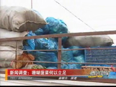 新聞?wù){(diào)查:珊瑚菠菜何以立足