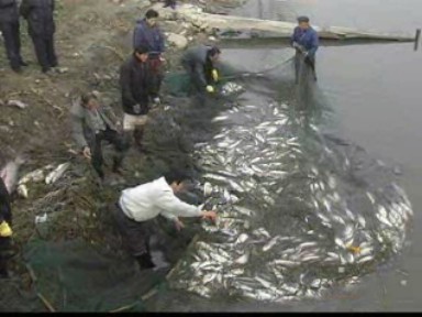 新聞特寫:人歡魚躍農家樂