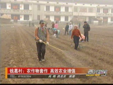 錢葛村:農作物套作 高效農業增值