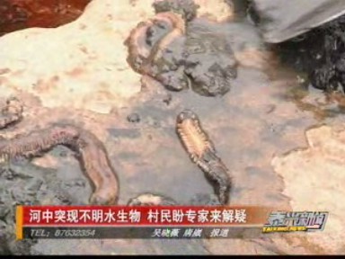 河中突現不明水生物 村民盼專家來解疑