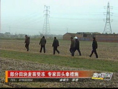 部分田塊麥苗受凍 專家田頭拿措施