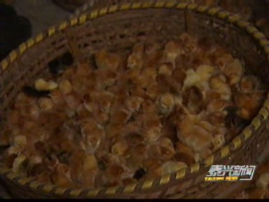 炕孵:一技之長發(fā)家致富