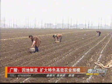 廣陵:因地制宜 擴大特色高效農業規模