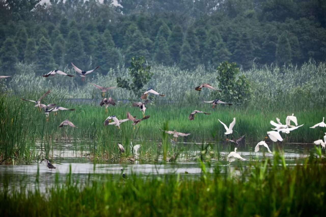 奮進強國路 闊步新征程 | 泰州姜堰:溱湖濕地——草木葳蕤候鳥鳴